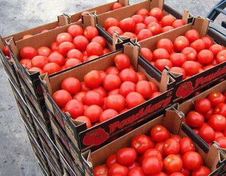 В Україну не пустили заражені партії соняшнику і томатів з Туреччини